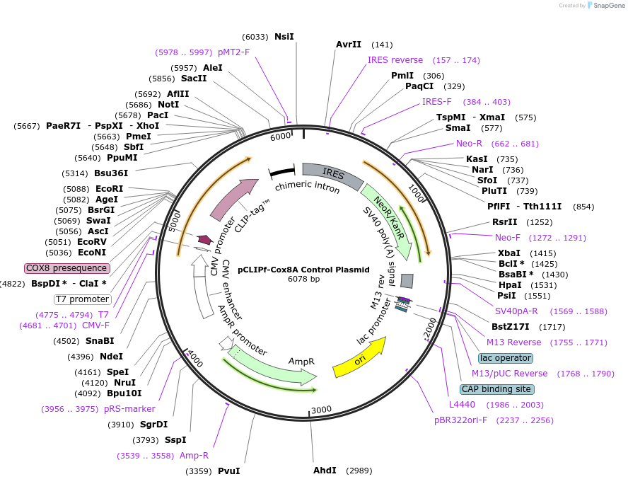 101130-plasmid-map-sequence-id-194172
