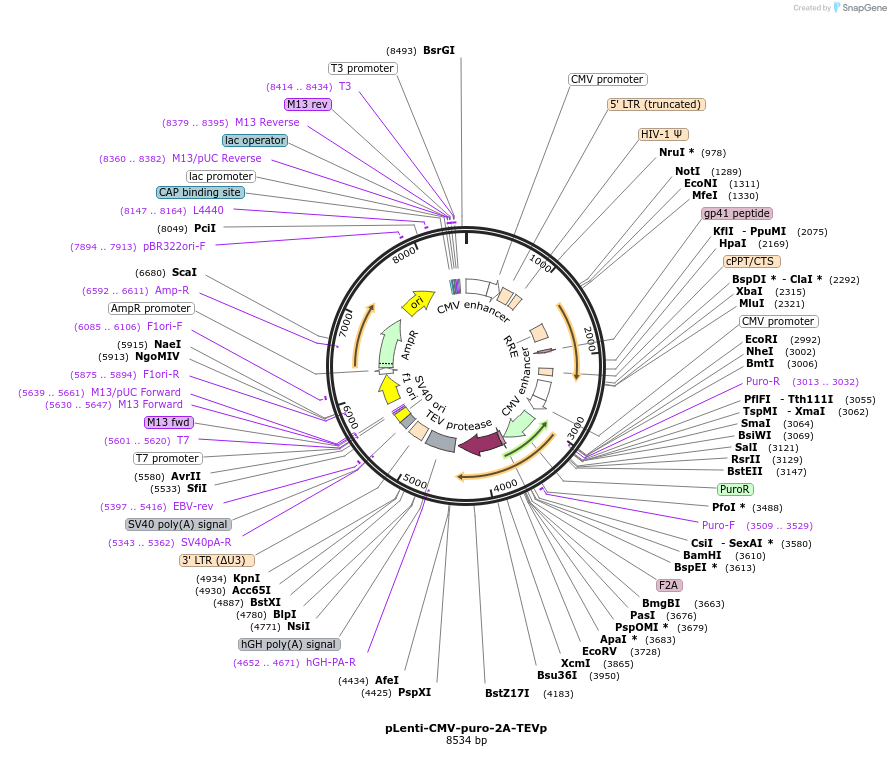 99610-plasmid-map-sequence-id-194173