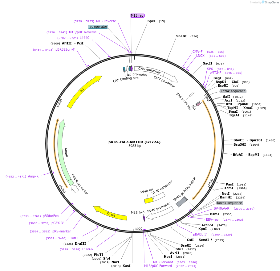 100514-plasmid-map-sequence-id-194175