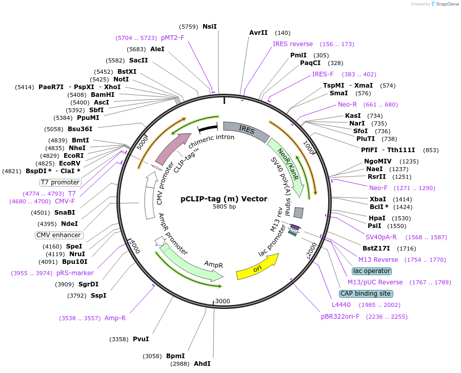 101136-plasmid-map-sequence-id-194177