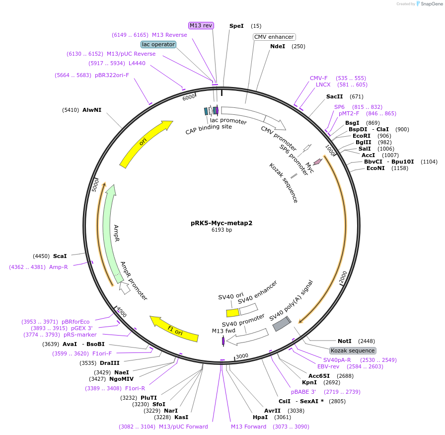 100516-plasmid-map-sequence-id-194179