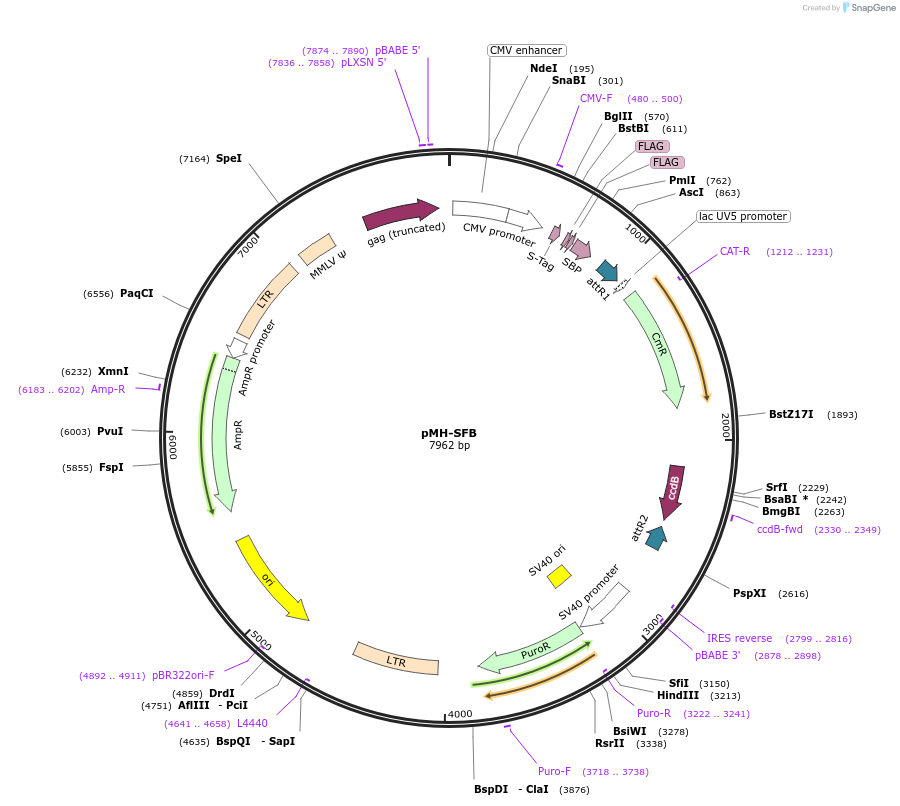 99391-plasmid-map-sequence-id-194202