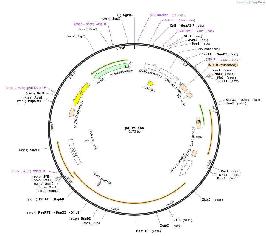 101325-plasmid-map-sequence-id-194213