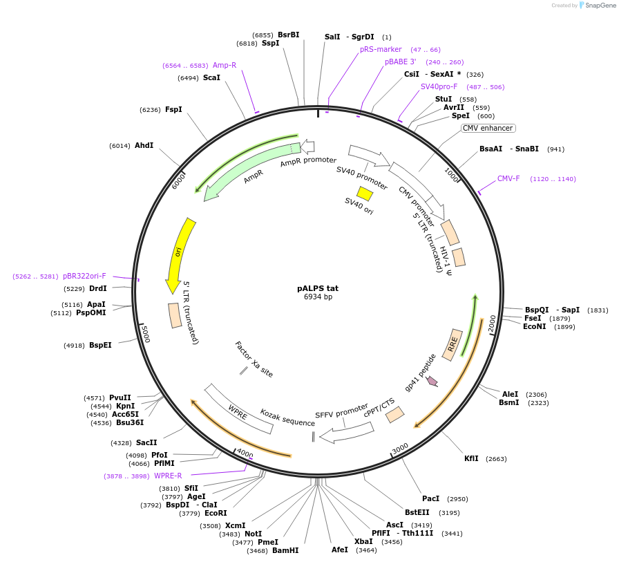 101326-plasmid-map-sequence-id-194214