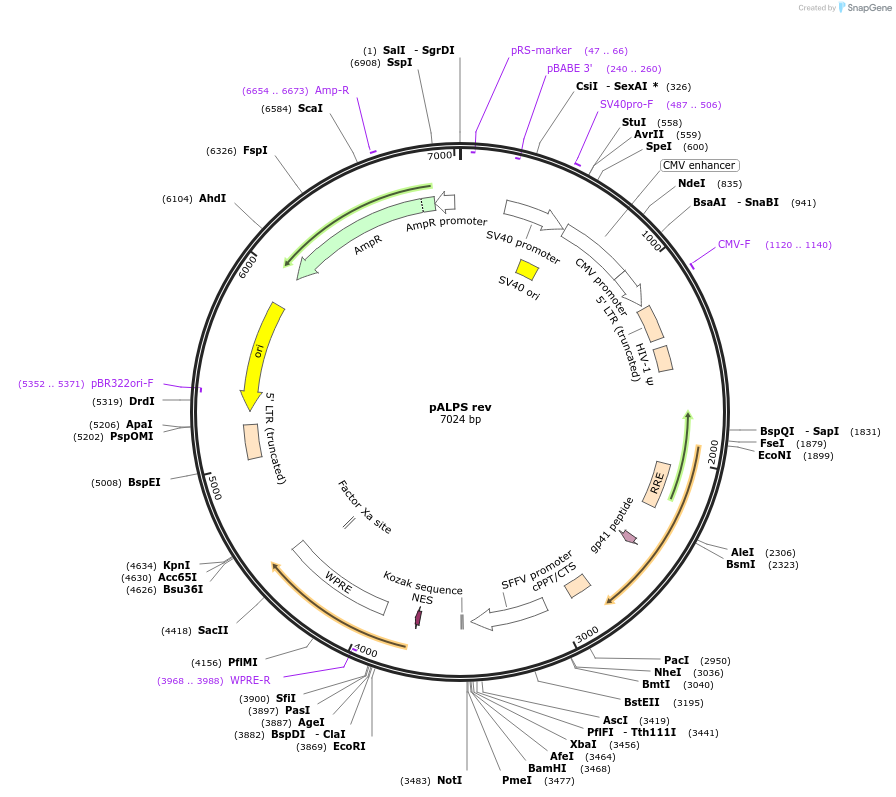 101327-plasmid-map-sequence-id-194218