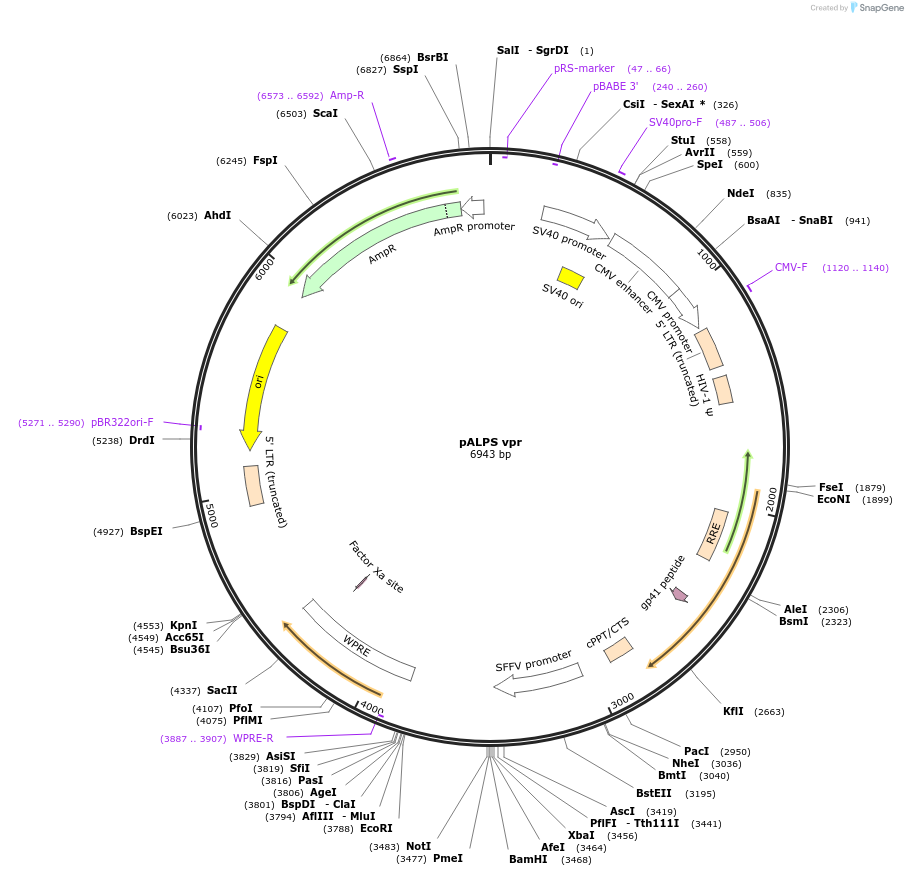 101329-plasmid-map-sequence-id-194222