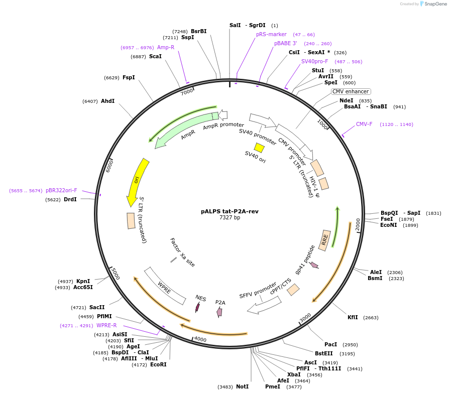 101331-plasmid-map-sequence-id-194225