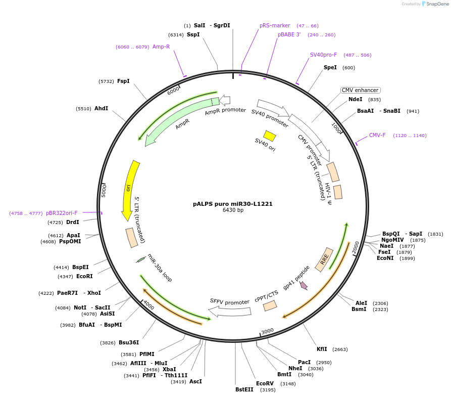 101335-plasmid-map-sequence-id-194228
