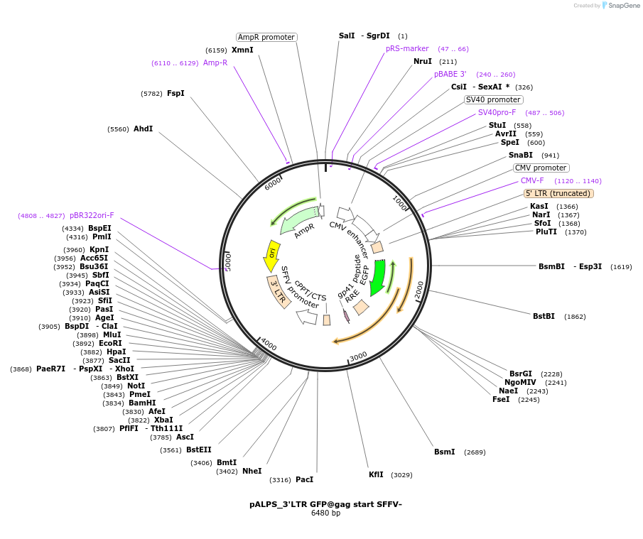 101337-plasmid-map-sequence-id-194231