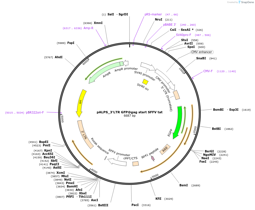 101338-plasmid-map-sequence-id-194234