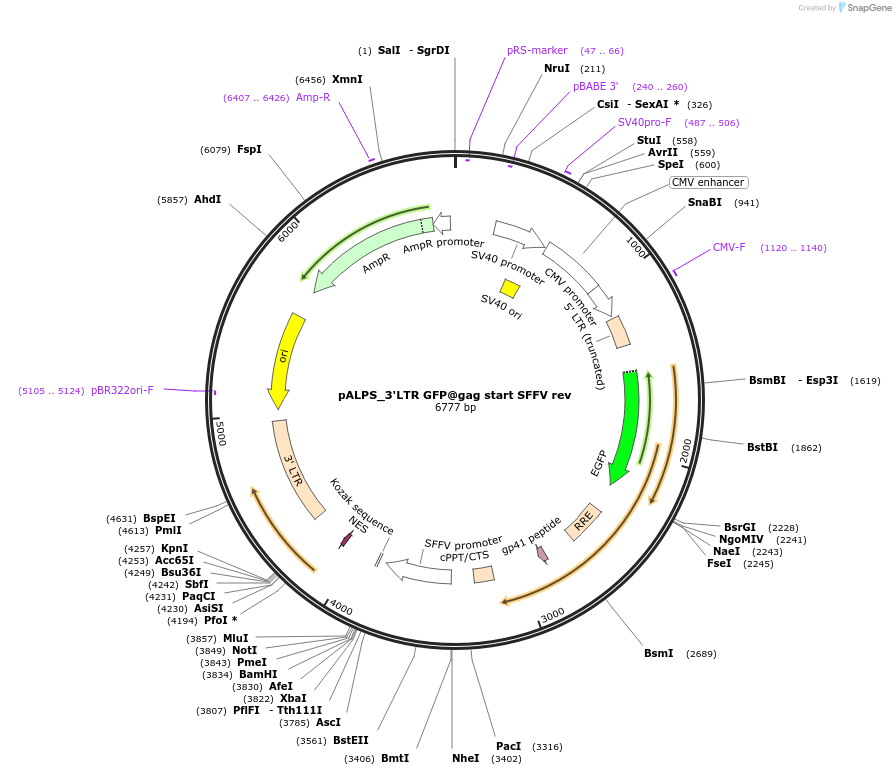 101339-plasmid-map-sequence-id-194235