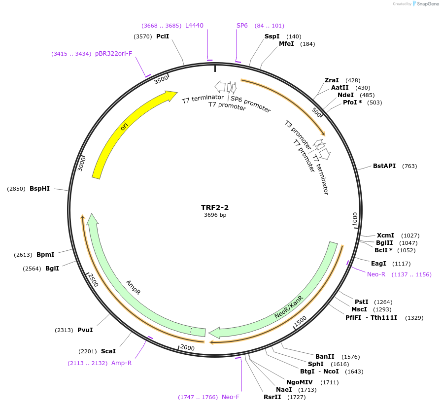 99777-plasmid-map-sequence-id-194244