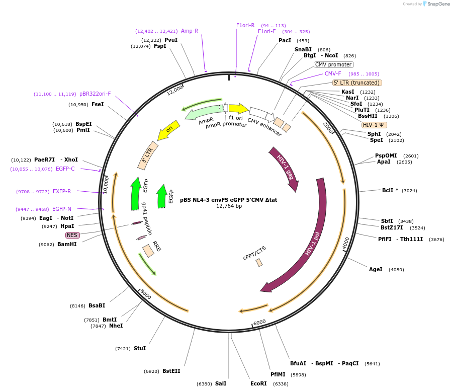 101347-plasmid-map-sequence-id-194257