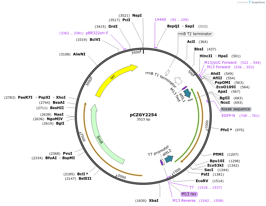 101247-plasmid-map-sequence-id-194273