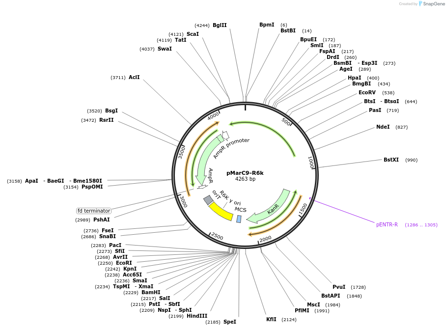 89477-plasmid-map-sequence-id-194287