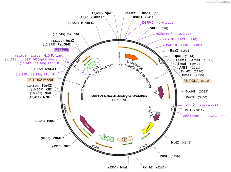 100024-plasmid-map-sequence-id-194288