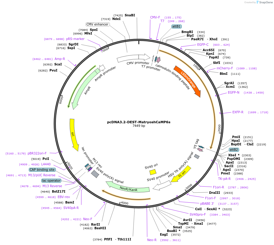 100025-plasmid-map-sequence-id-194289