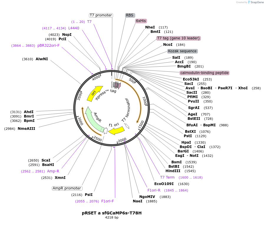 100023-plasmid-map-sequence-id-194290