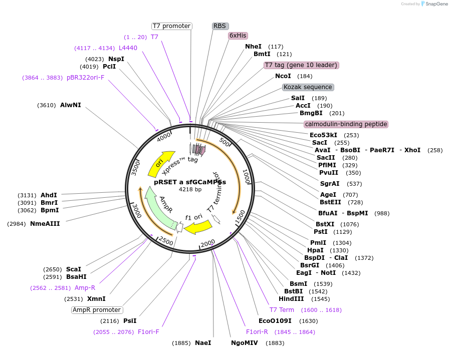 100022-plasmid-map-sequence-id-194291
