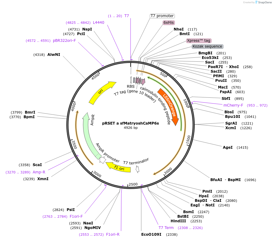 100020-plasmid-map-sequence-id-194297