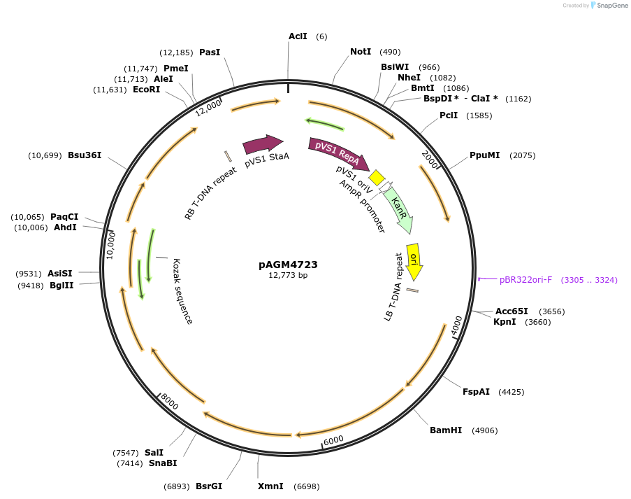 48015-plasmid-map-sequence-id-194300