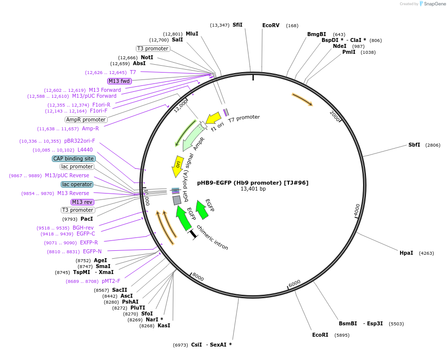 16275-plasmid-map-sequence-id-194305