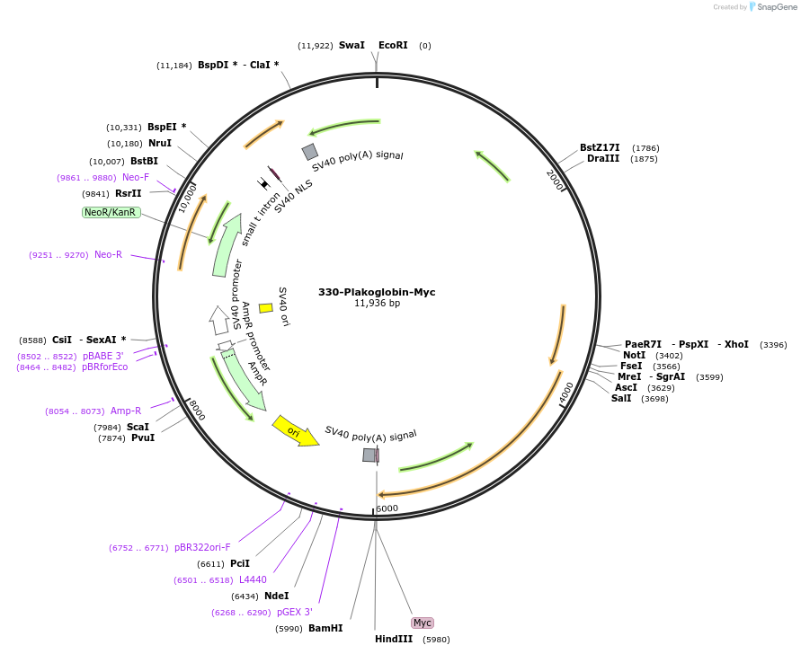 32228-plasmid-map-sequence-id-194307