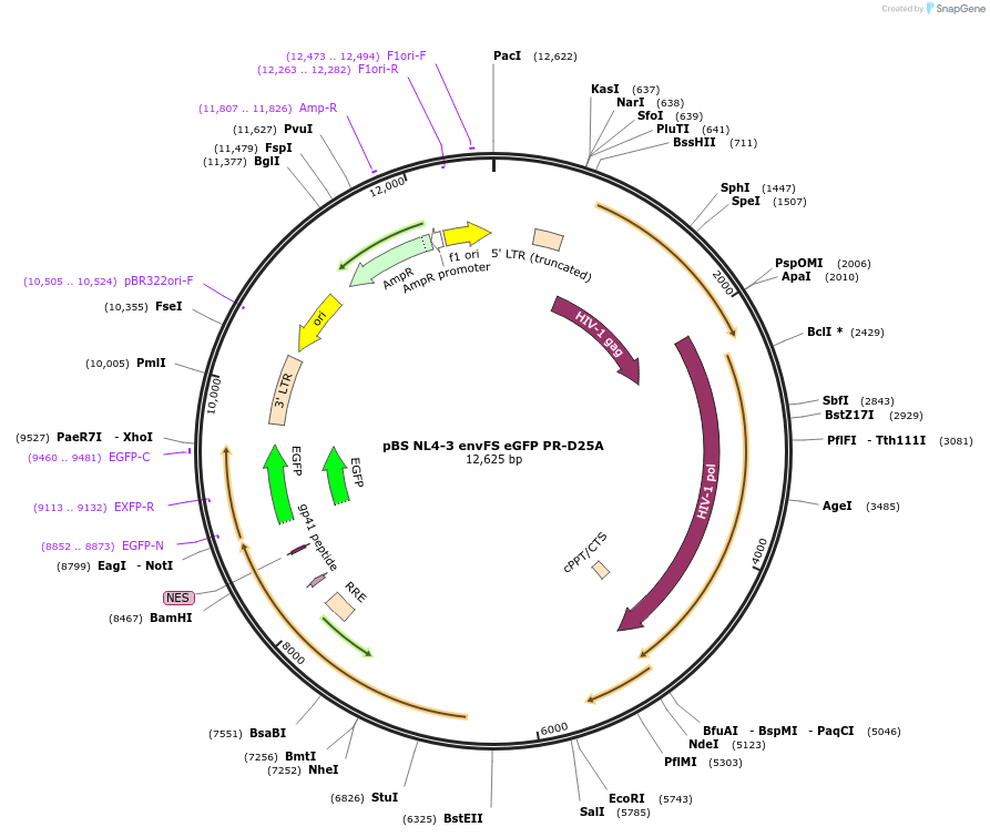 101334-plasmid-map-sequence-id-194308