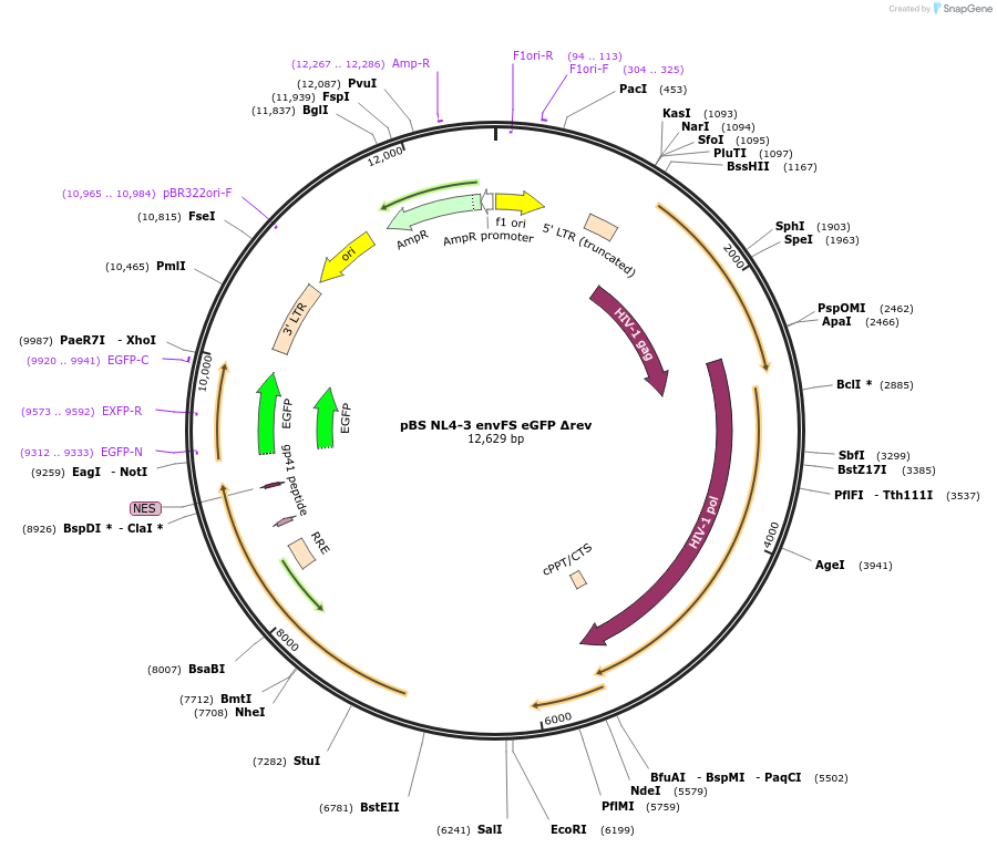 101348-plasmid-map-sequence-id-194310