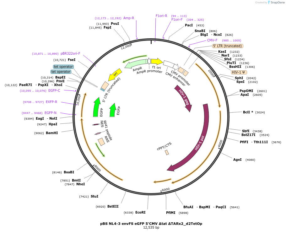 101349-plasmid-map-sequence-id-194312