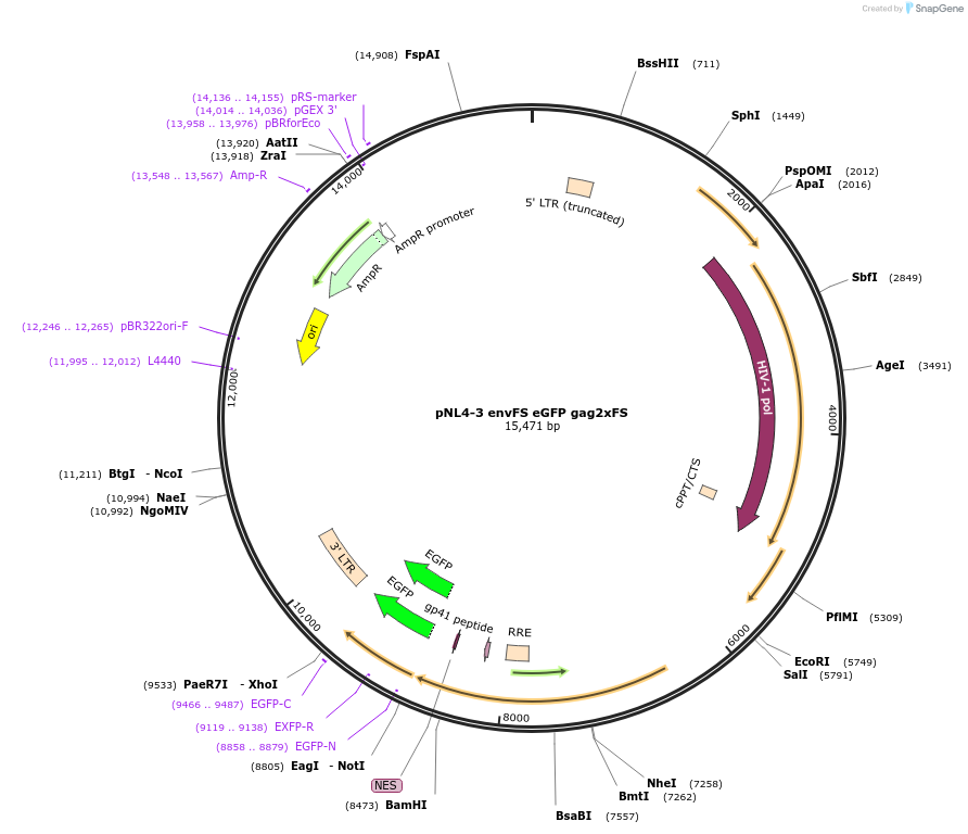 101341-plasmid-map-sequence-id-194313