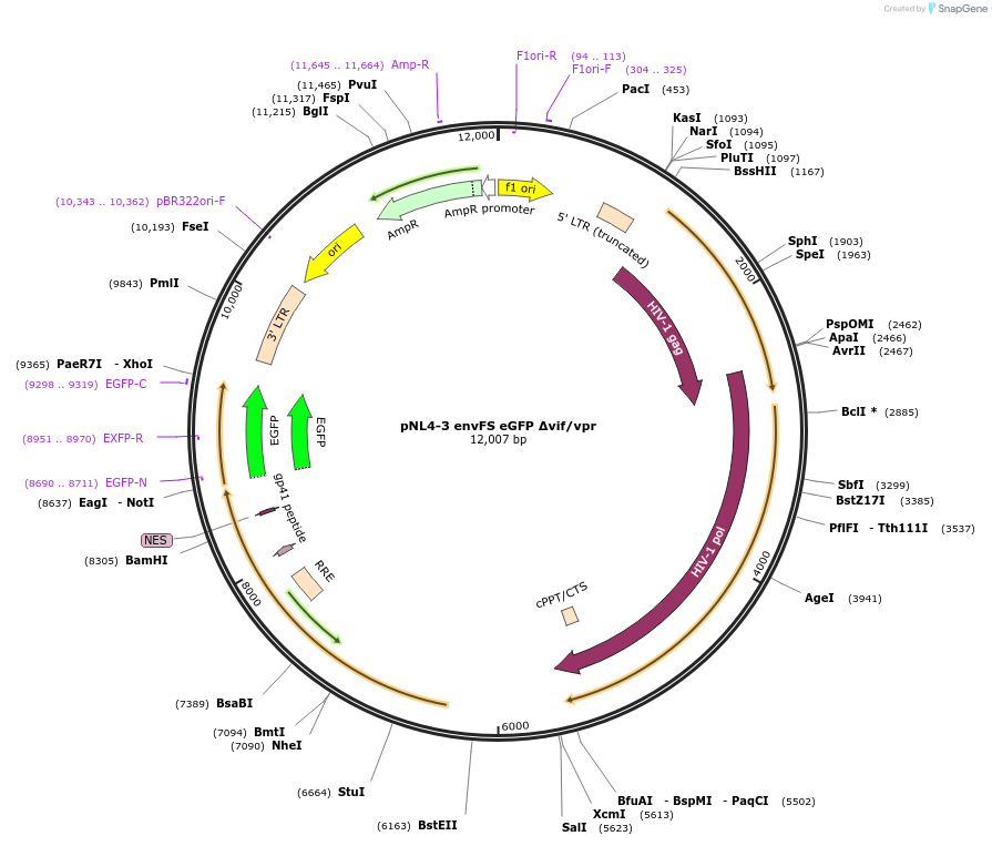 101344-plasmid-map-sequence-id-194315