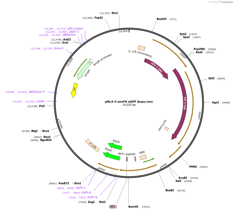 101345-plasmid-map-sequence-id-194319