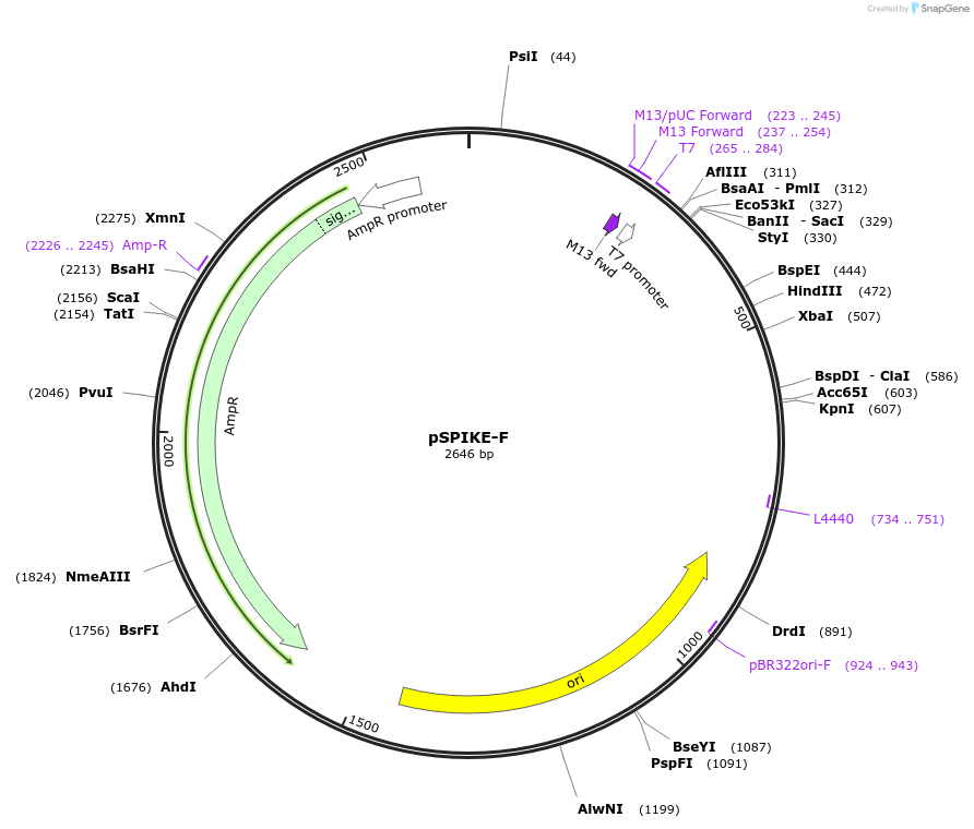 101174-plasmid-map-sequence-id-194321