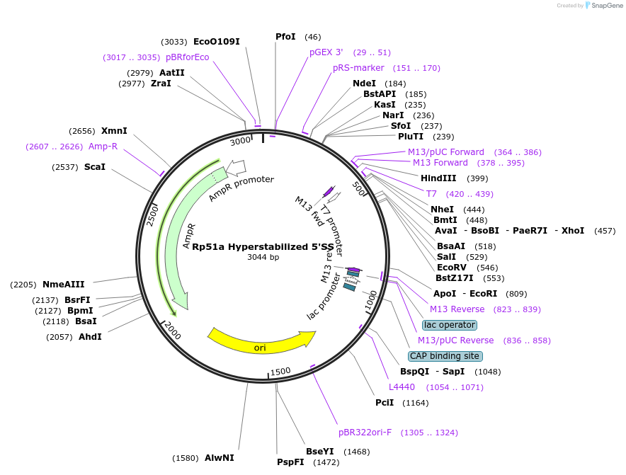 100988-plasmid-map-sequence-id-194322