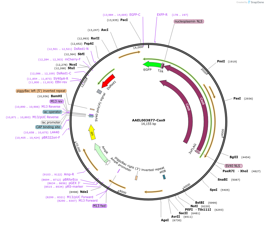 100581-plasmid-map-sequence-id-194325