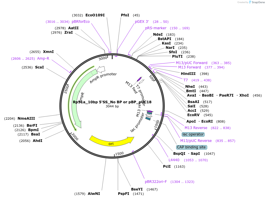 100989-plasmid-map-sequence-id-194327