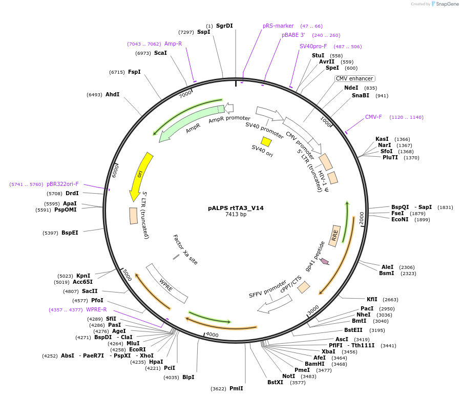 101350-plasmid-map-sequence-id-194329