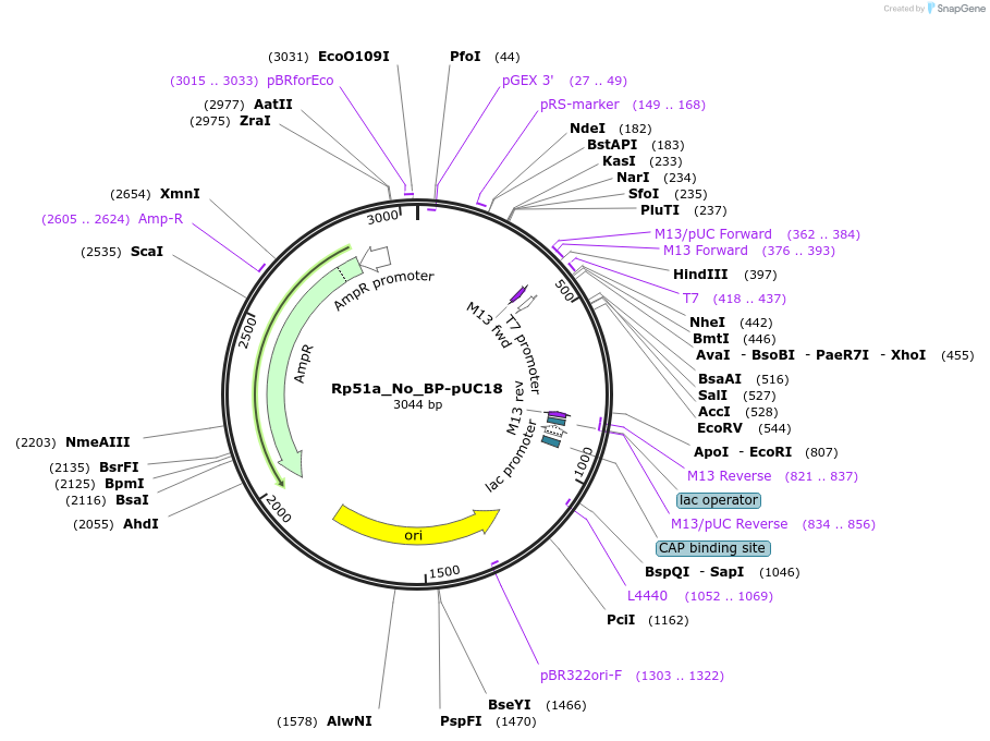 100992-plasmid-map-sequence-id-194334