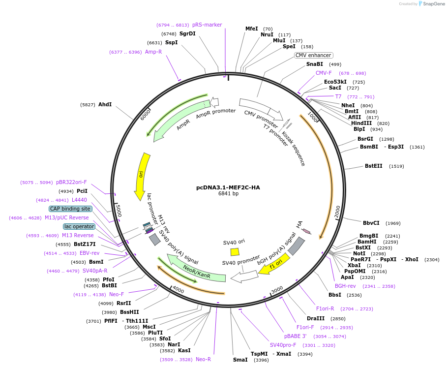 32515-plasmid-map-sequence-id-194354
