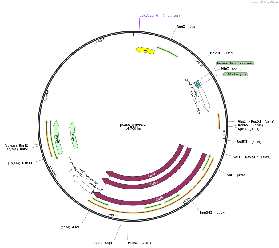 90277-plasmid-map-sequence-id-194355