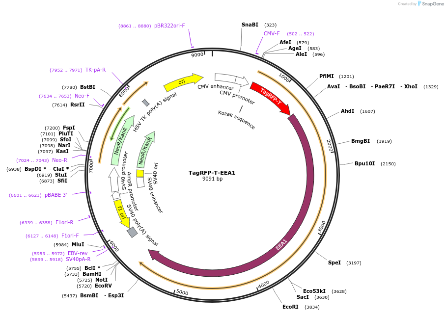 42635-plasmid-map-sequence-id-194356