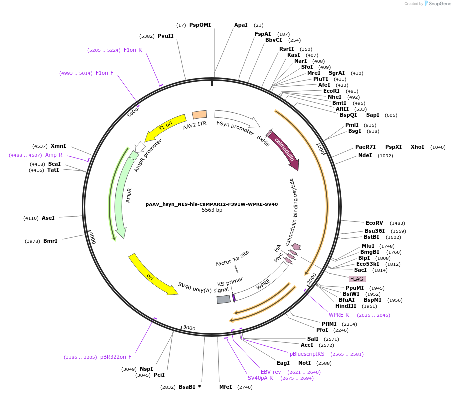 101061-plasmid-map-sequence-id-194358