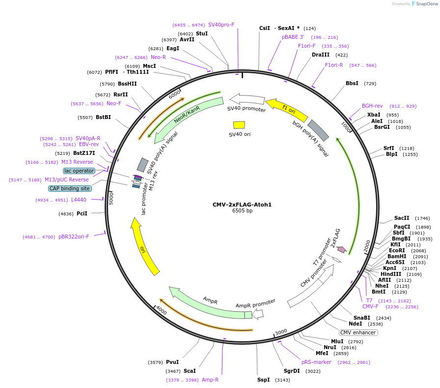 101734-plasmid-map-sequence-id-194359