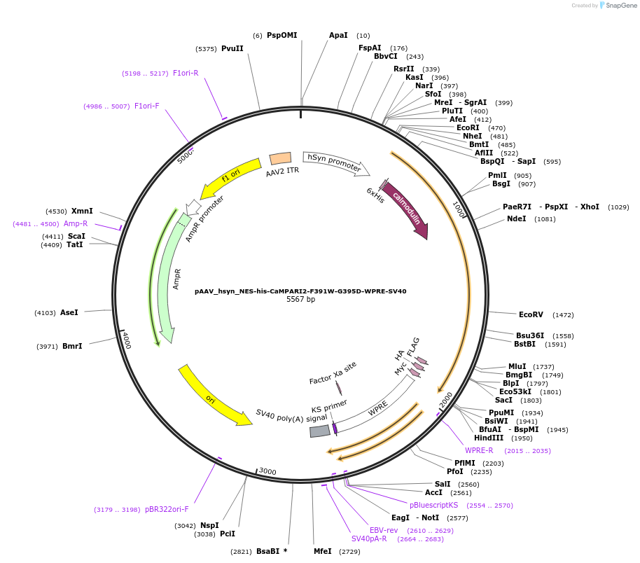 101063-plasmid-map-sequence-id-194366