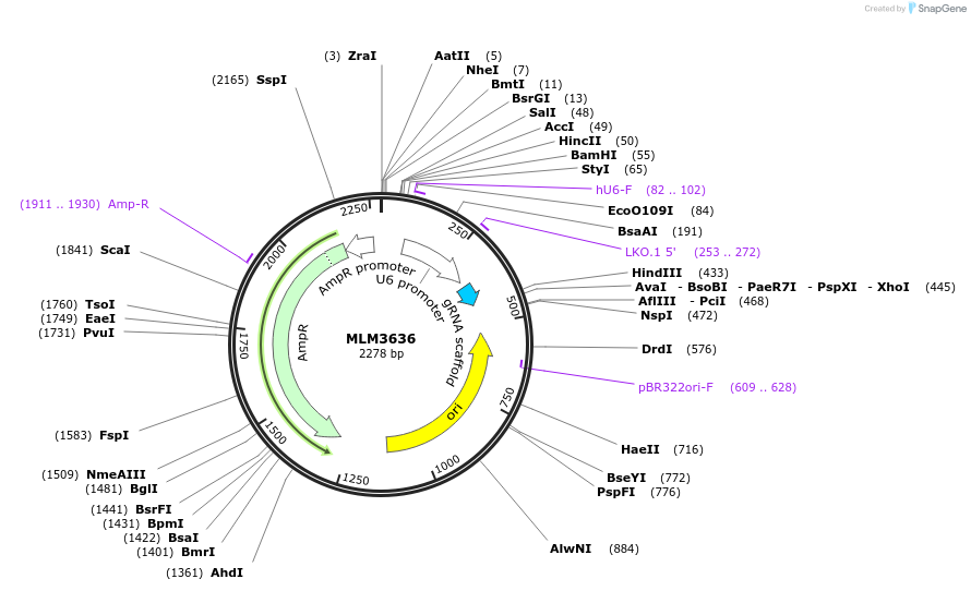 43860-plasmid-map-sequence-id-194368