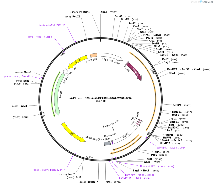 101064-plasmid-map-sequence-id-194371