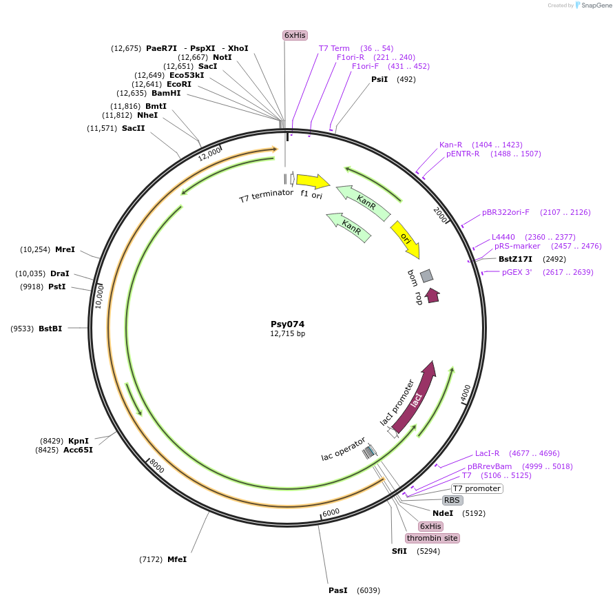99504-plasmid-map-sequence-id-194372