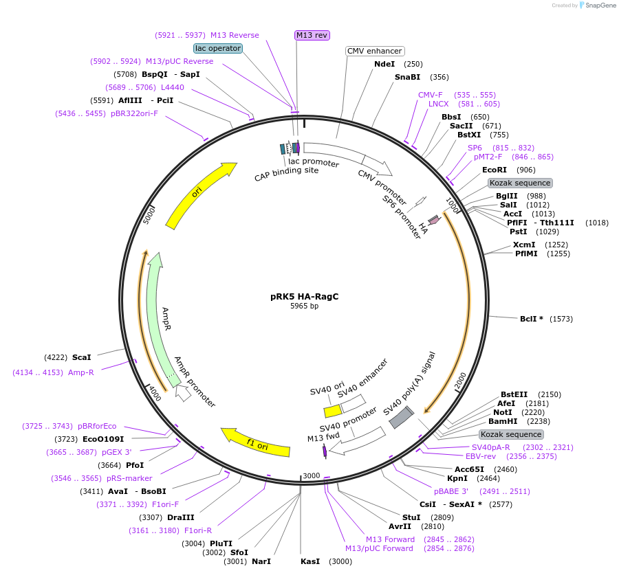 99718-plasmid-map-sequence-id-194373