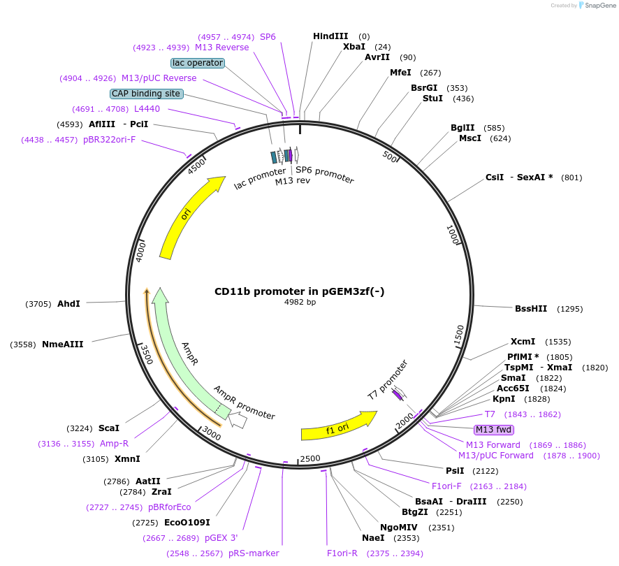26168-plasmid-map-sequence-id-194425